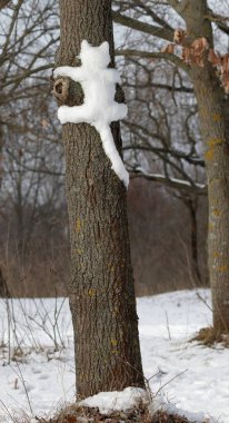 Kar kedi Kievcute kedi ağaç parkta bir ağaçta. Açık havada kedi. Doğada vahşi kediler. Siluet, kar üzerinde bir ağaç gövdesi--dan kalıp bir kedi şekli. Ukrayna.