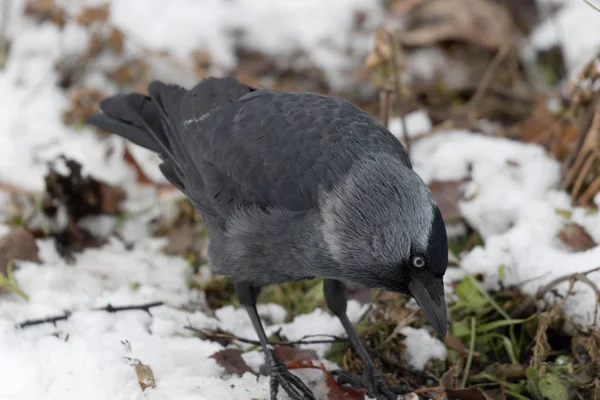 the jackdaw bird is looking for food in the snow. Ukraine. 2018