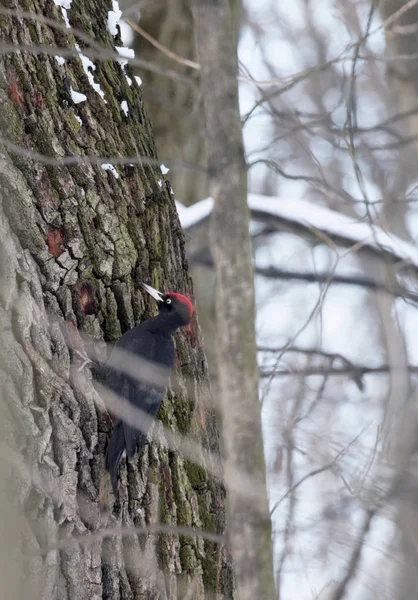 Kara Ağaçkakan Bir Ağaç Trunkthe Tüylü Oduncu Üstünde Yiyecek Arayan — Stok fotoğraf