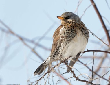 Fieldfare kuş bir dalını yedeklemek, Turdus pilaris yakın tarih. Ukrayna. Av kuşu. 