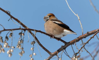 Şube üzerinde oturan bayağı kocabaş (Kocabaş Kocabaş). Kocabaş doğal ortamlarında (Kocabaş Kocabaş) tam olarak büyük bir Gaga ve kuş tüyü ayrıntıları görebilirsiniz. Yatay görünüm. Ukrayna.