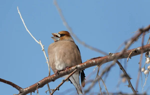 분기에는 Hawfinch Coccothraustes Coccothraustes Coccothraustes Coccothraustes 고등어는 부리와 정보를 있습니다 — 스톡 사진