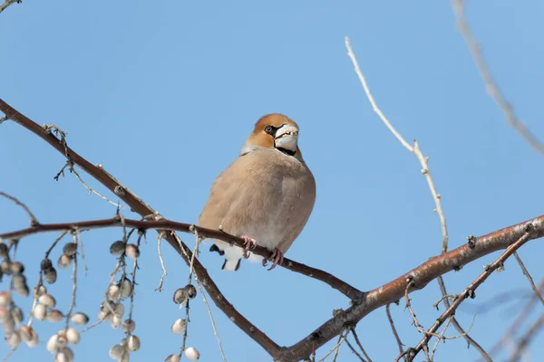 Dlask Tlustozobý Coccothraustes Coccothraustes Sedící Větvi Grosbeak Přirozeném Prostředí Coccothraustes — Stock fotografie