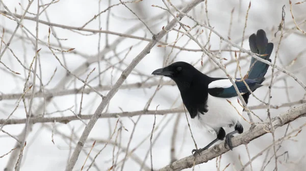 Magpie Pica Pica Gri Arka Planda Bir Ağaç Üzerinde Tünemiş — Stok fotoğraf