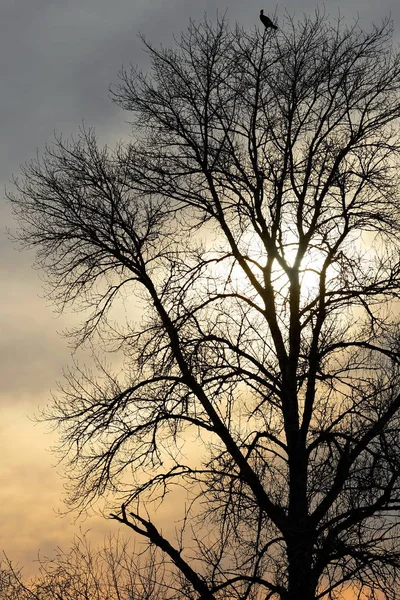 Scenic View Tree Great Cormorant Branch Front Sunset Sky Great — Stock Photo, Image