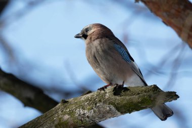 Bayağı alakarga (Garrulus glandarius) (bir her tüy görebilirsiniz) böcekler tarafından yemiş bir şube oturur. Uyarı ve doğal bir arka plan ile sağa bakan bir jay. Kiev. Ukrayna. 2018