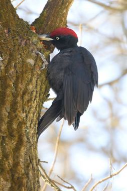 Kara ağaçkakan gıda bir ağaç gövdesi üzerine arıyorum. Kiev. Park Ukraine.The kara ağaçkakan (Dryocopus martius) vardır. 