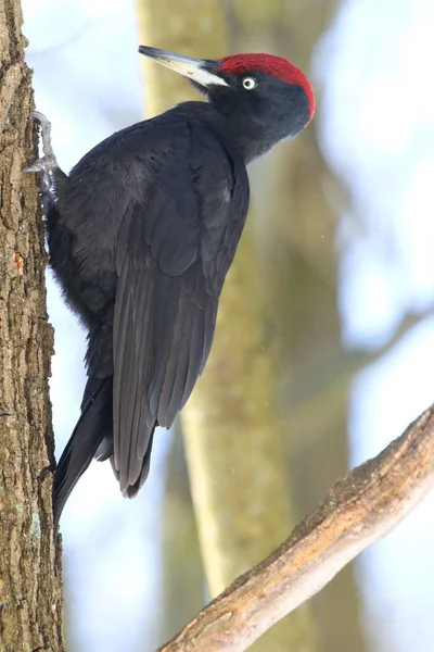 Black woodpecker looking for food on a tree trunk. Kiev. Ukraine.The Black woodpecker (Dryocopus martius) is in the park.