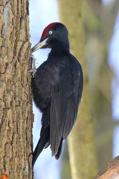 Black woodpecker looking for food on a tree trunk. Kiev. Ukraine.The Black woodpecker (Dryocopus martius) is in the park.