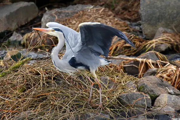 Gri Balıkçıl Ukrayna 2018Grey Balıkçıl Ardea Cinerea Doğal Ortamlarında Kiev — Stok fotoğraf