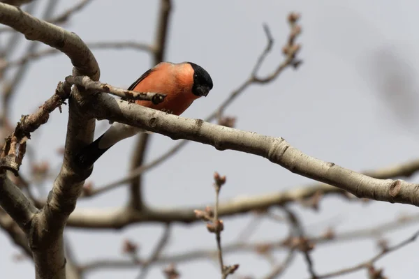 Bonito Bullfinch Está Sentado Galho Árvore Animais Vida Selvagem Primavera — Fotografia de Stock