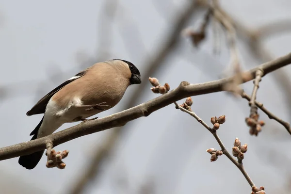 Cute Bullfinch Seduto Ramo Albero Animali Selvatici Mattina Primavera Animali — Foto Stock