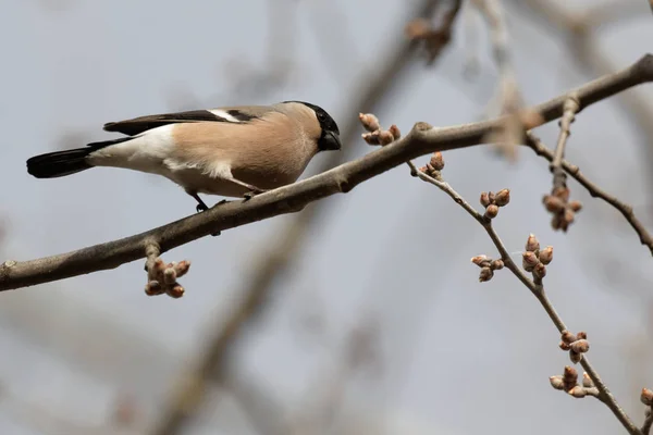 Cute bullfinch is sitting on a tree branch. Animals wildlife. Spring morning. Wild Animals.Wild nature of Ukraine. Closeup. Kiev. Ukraine,