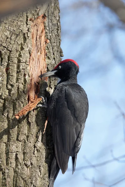 黒いキツツキが木の幹の上に食べ物を探しています キツツキ目キツツキ科は公園にいます キエフ ウクライナ — ストック写真