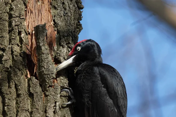 Black woodpecker looking for food on a tree trunk.The Black woodpecker  is in the park. Kiev Ukraine.