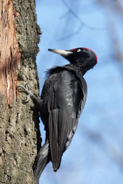 Kara ağaçkakan gıda bir ağaç gövdesi üzerine arıyorum. Kara ağaçkakan park vardır. Kiev Ukrayna.