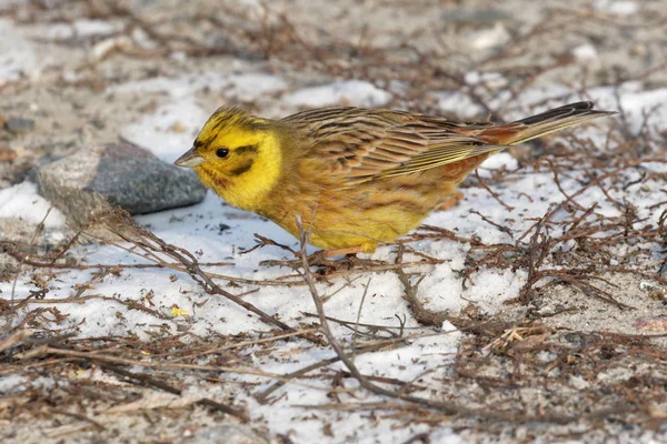 Little bird  yellowhammer on snow close up. Ukraine