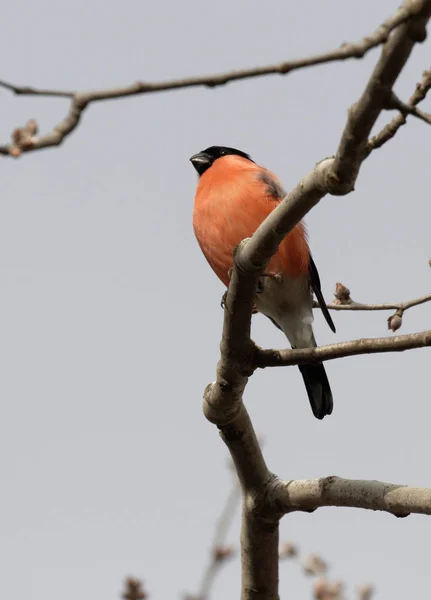 Cute Bullfinch Sitting Tree Branch Animals Wildlife Spring Morning Wild — Stock Photo, Image