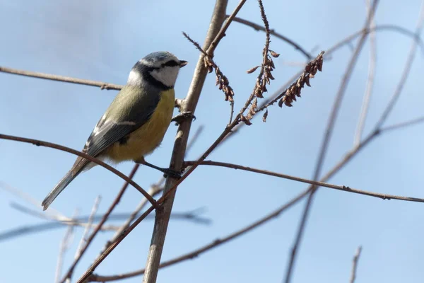 Eurasische Blaumeise Auf Einem Ast Ein Kleiner Passantenvogel Ukraine 2018 — Stockfoto