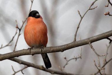 Şirin şakrak kuşu bir ağaç dalı üzerinde oturuyor. Hayvanlar yabani hayvanlar ve bitkiler. Portre. Kiev. Ukrayna,