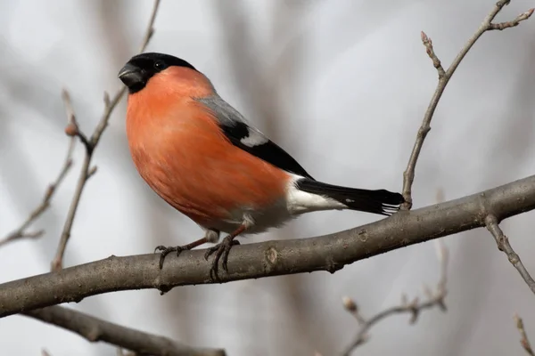 Mignon Chardonneret Est Assis Sur Une Branche Arbre Animaux Sauvages — Photo