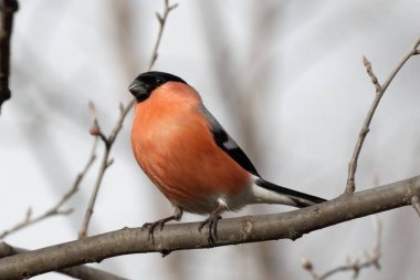 Şirin şakrak kuşu bir ağaç dalı üzerinde oturuyor. Hayvanlar yabani hayvanlar ve bitkiler. Bahar sabahı. Ukrayna'nın vahşi Animals.Wild doğa. Portre. Kiev. Ukrayna,