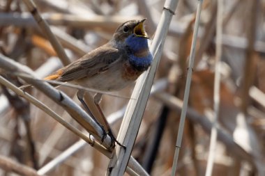 Erkek bluethroat. Güzel bluethroat close-up. reed Luscinia Svecica ayakta. Kuş renkli Bluethroat şarkı söyler. Hayvan ve doğa arka plan. Yaban hayatı.