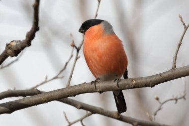 Şirin şakrak kuşu bir ağaç dalı üzerinde oturuyor. Hayvanlar yabani hayvanlar ve bitkiler. Bahar sabahı. Ukrayna'nın vahşi Animals.Wild doğa. Portre. Kiev. Ukrayna,