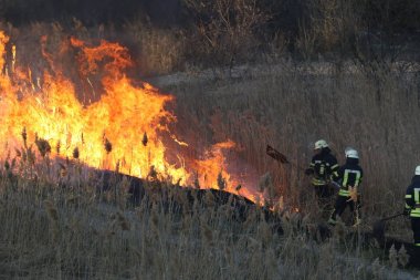 İtfaiyeciler bir orman yangını baharda savaş. Duman alan ve itfaiyeci söndürülmesi güç ateş sonra. Yangın. çam ormanı duman ve alevler içinde yanan orman yangını. Yanan orman yangını.