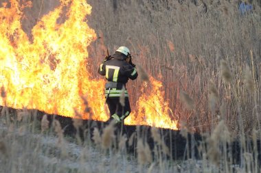 İtfaiyeciler bir orman yangını baharda savaş. Duman alan ve itfaiyeci söndürülmesi güç ateş sonra. Yangın. çam ormanı duman ve alevler içinde yanan orman yangını. Yanan orman yangını.