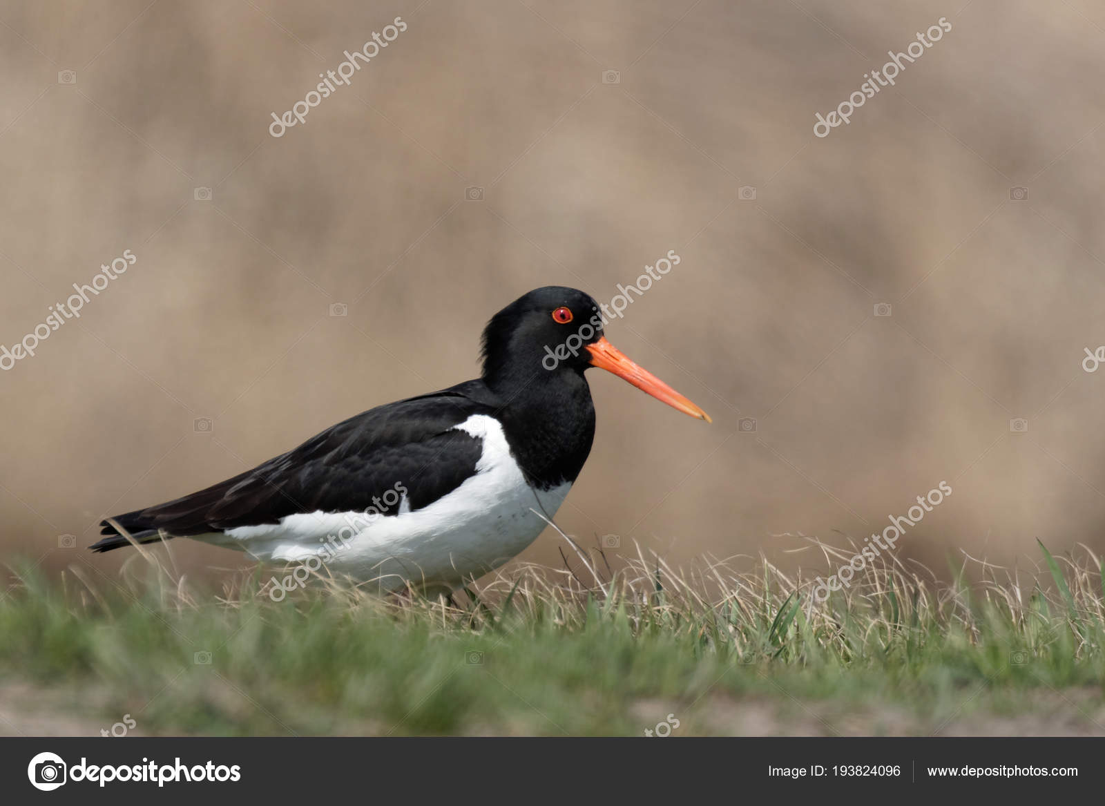 Huîtrier Unique Oiseau Noir Blanc Avec Debout Bec Rouge