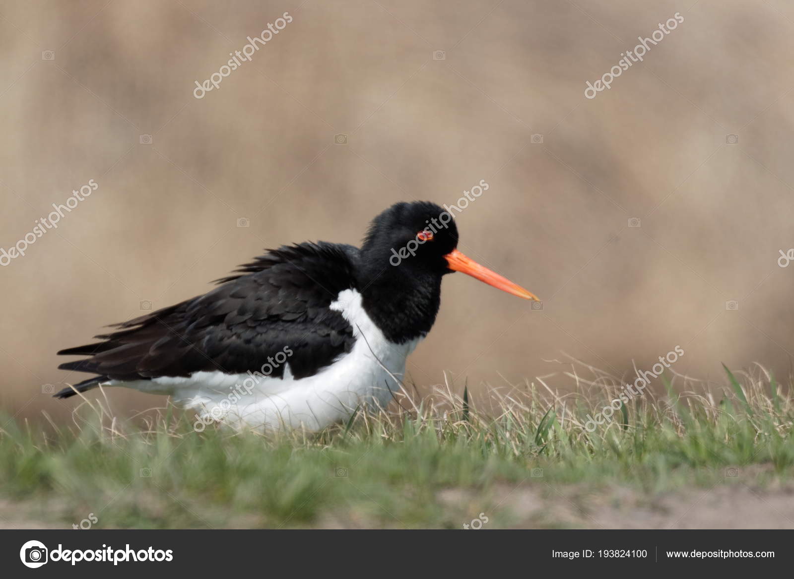 Huîtrier Unique Oiseau Noir Blanc Avec Debout Bec Rouge