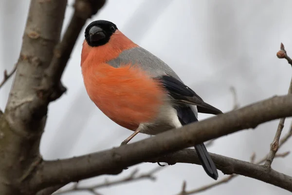 Mignon Chardonneret Est Assis Sur Une Branche Arbre Animaux Sauvages — Photo