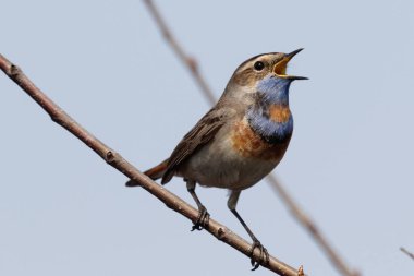 Erkek bluethroat. Güzel bluethroat close-up. reed Luscinia Svecica ayakta. Kuş renkli Bluethroat şarkı söyler. Hayvan ve doğa arka plan. Yaban hayatı.