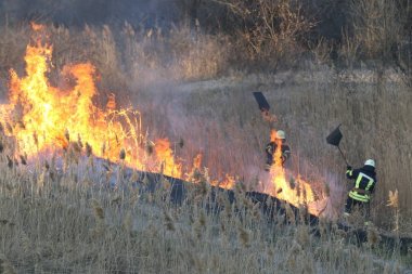 İtfaiyeciler bir orman yangını baharda savaş. Duman alan ve itfaiyeci söndürülmesi güç ateş sonra. Yangın. çam ormanı duman ve alevler içinde yanan orman yangını.
