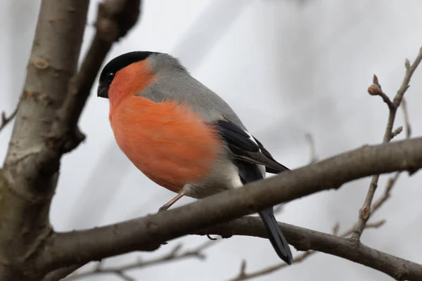 Mignon Chardonneret Est Assis Sur Une Branche Arbre Animaux Sauvages — Photo