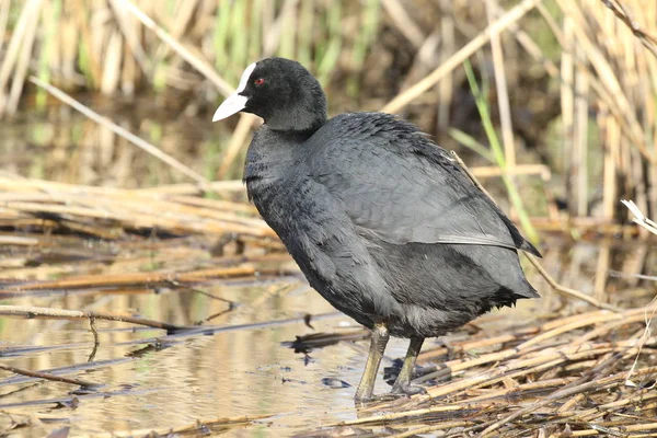 Único Galos Fulica Atra Fica Lago Close Close Belo Coot — Fotografia de Stock