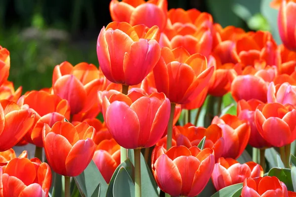 美丽的郁金香花在郁金香领域在春天的日子 五颜六色的郁金香花在花园里 郁金香花 — 图库照片