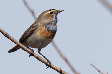 Erkek bluethroat. Güzel bluethroat close-up. Luscinia Svecica bir dal üzerinde oturuyor. Kuş renkli Bluethroat şarkı söyler. Hayvan ve doğa arka plan. Yaban hayatı.
