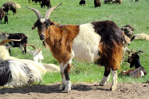白と茶色のヤギの肖像画 クローズ アップ 哺乳動物 農業の動物の頭部 屋外での動物の群れ 放牧ヤギ 農場の動物が草を食べる — ストック写真