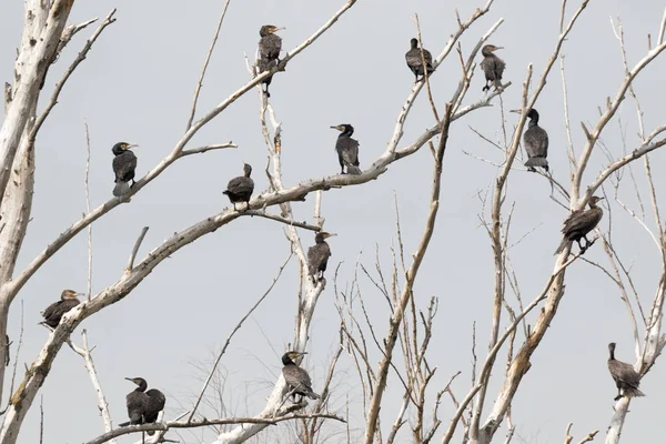 Cormoranes Este Grupo Aves Migratorias Toma Descanso Los Árboles Del — Foto de Stock