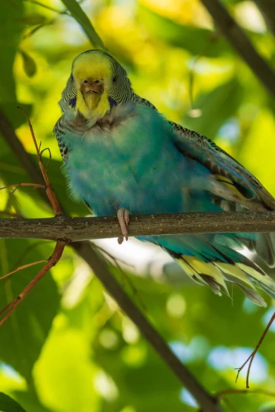 枝には美しい薄緑色のオウムが座っています 森の中の野鳥 — ストック写真