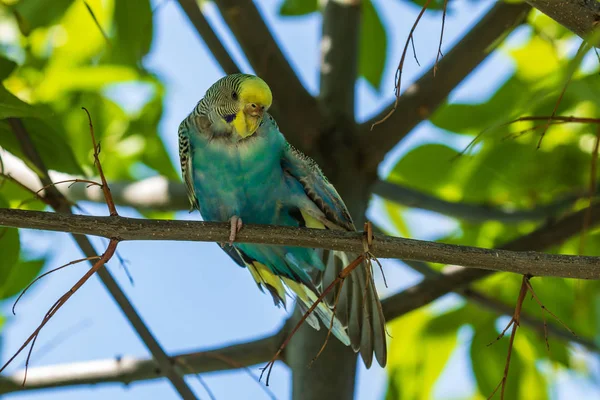 枝には美しい薄緑色のオウムが座っています 森の中の野鳥 — ストック写真