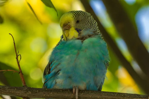 枝には美しい薄緑色のオウムが座っています 森の中の野鳥 — ストック写真