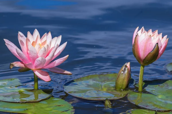 Bright Blooming Pink Water Lily Green Leaves Excellent Permanent Residents — Stock Photo, Image