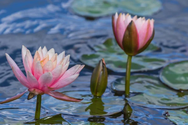 Bright Blooming Pink Water Lily Green Leaves Excellent Permanent Residents — Stock Photo, Image