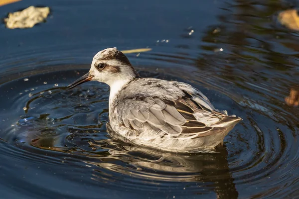 Egy Kis Sarki Madár Egy Szürke Phalarope Homokpiper Úszik Tóban — Stock Fotó