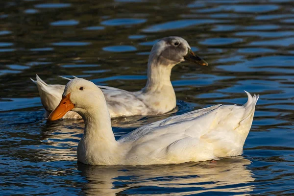Two white wild ducks swim in the lake. Bright orange beak. Blue water. Close-up. Wild nature.