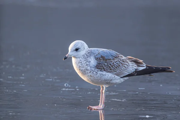 Eine Möwe Steht Einem Wintertag Auf Der Gefrorenen Oberfläche Des — Stockfoto