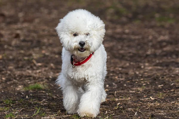 一只戴着红领子的可爱的白色小狗散步去看了看摄影师 去年公园里的树叶 — 图库照片